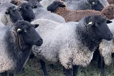 Vorkommen von Maedi-Visna beim Rauhwolligen Pommerschen Landschaf