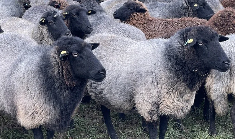 Vorkommen von Maedi-Visna beim Rauhwolligen Pommerschen Landschaf