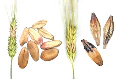 Mykotoxinbildende Pilze