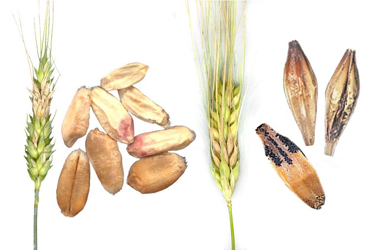 Schimmel- und Pilzbefallenes Getreide
