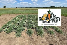 Projekt "ROBUSTGemuese" evaluiert Resilienz des ökologischen Gemüsebaus