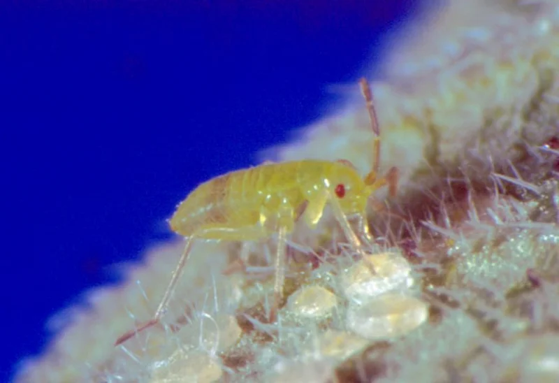 Macrolophus caliginosus
