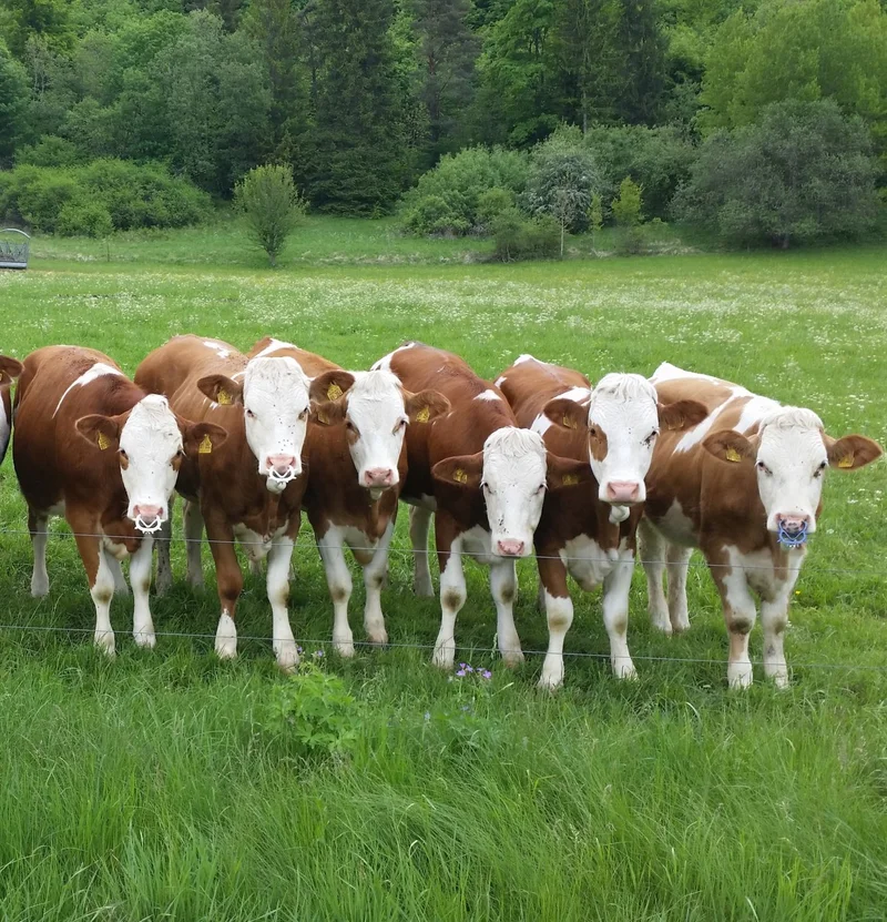 Kühe auf der Weide