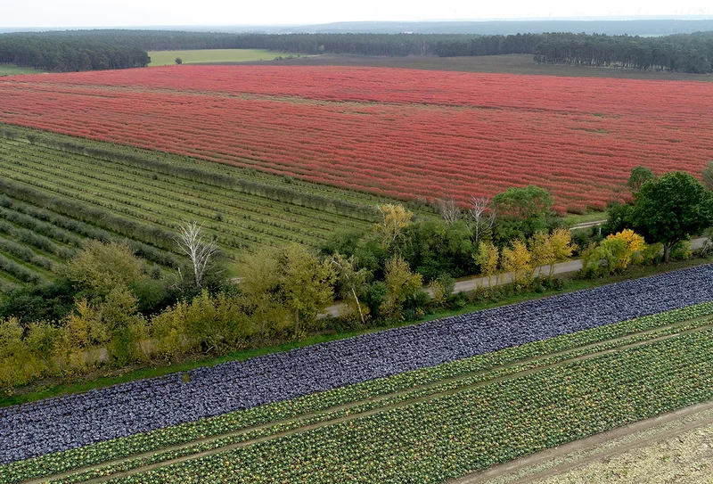 Plantagen mit Gemüse und Beerensträuchern