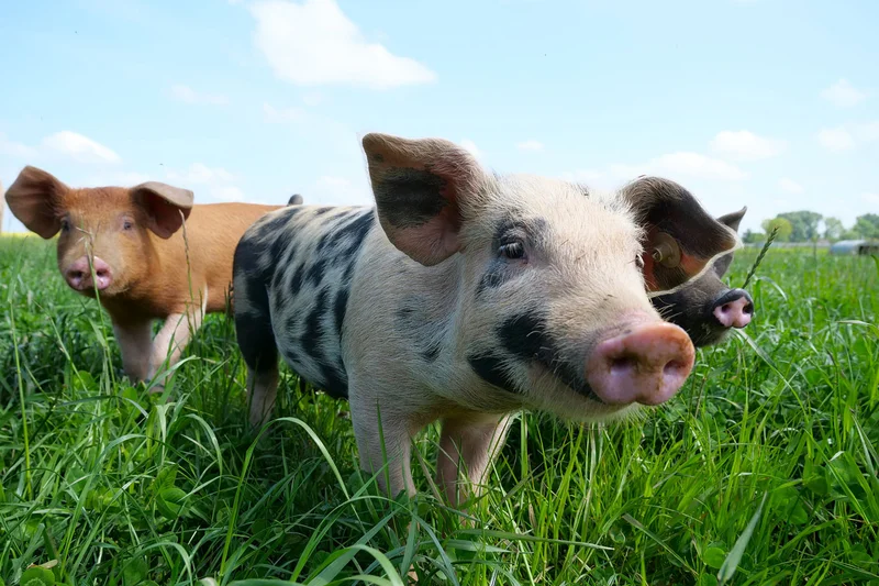 Drei Ferkel gucken in die Kamera auf einer Wiese. Klick führt zu Großansicht in neuem Fenster, schließen per ESC.