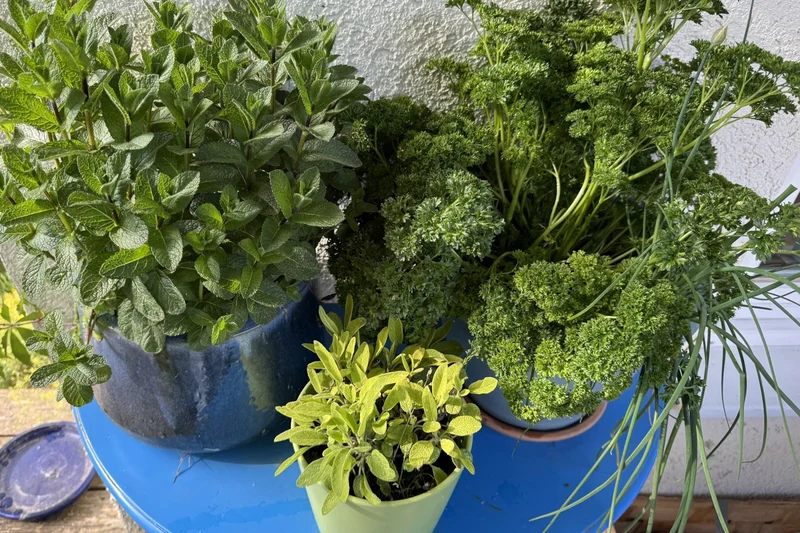 Minze, Petersilie und Salbei auf Terrasse.