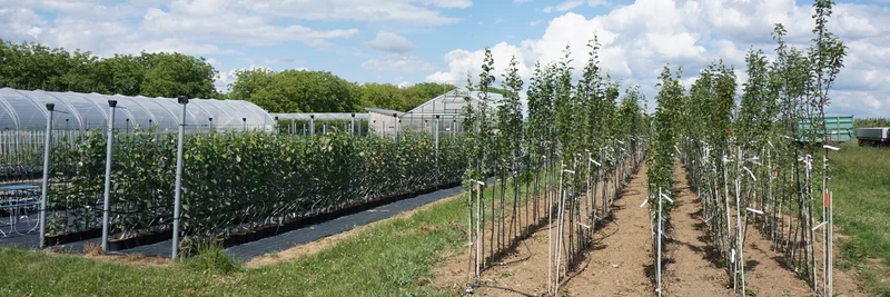 Obstbaumplantage