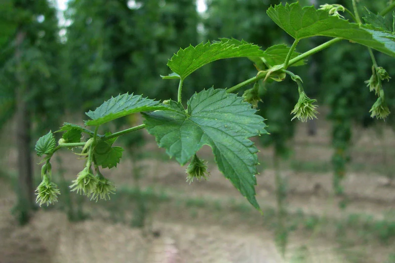 Hopfenblüte. Klick führt zu Großansicht in neuem Fenster.