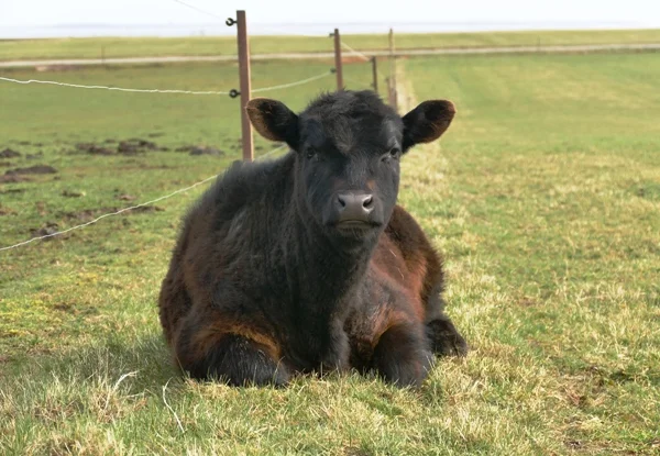 Bullenkalb. Klick führt zu Großansicht im neuen Fenster.
