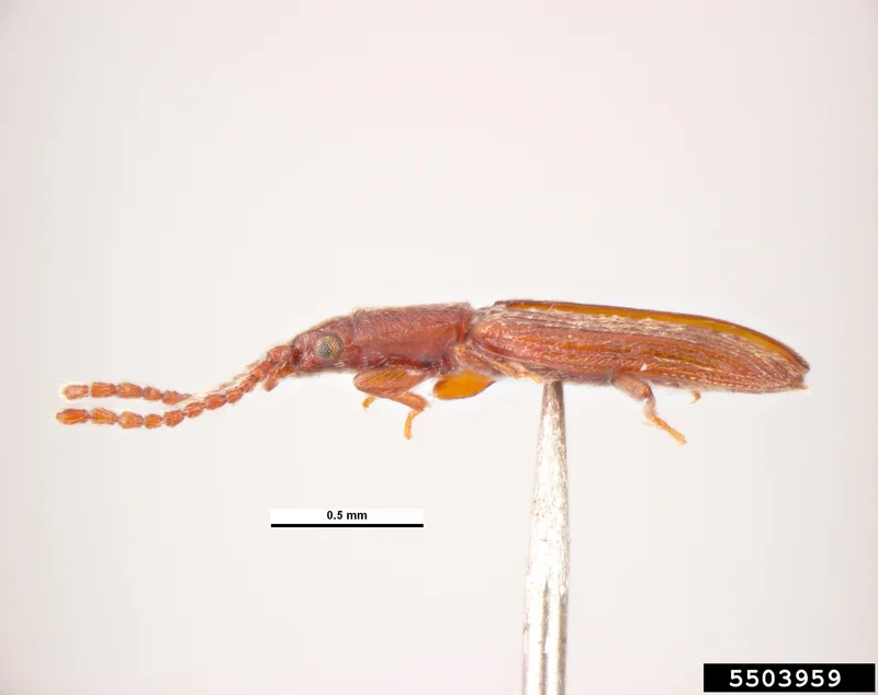 Käfer. Klick führt zu Großansicht im neuen Fenster.