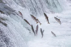 Bio-Lachs