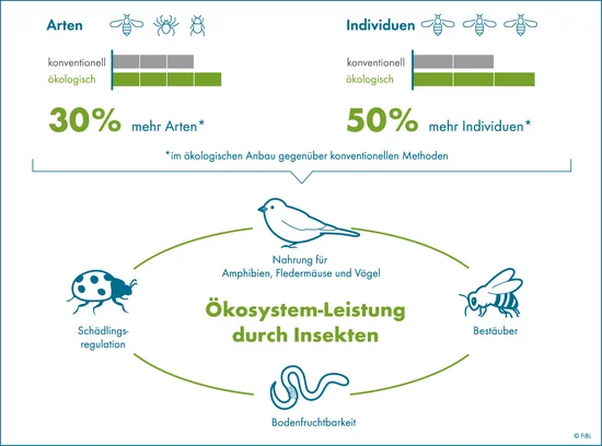 Infografik: zwei Balkendiagramme zeigen, dass 30 % mehr Arten bzw. 50 % mehr Individuen im ökologischen Anbau gegenüber konventionellen Methoden zu finden sind. Dadurch werden durch Insekten Ökosystemleistungen wie Schädlingsbekämpfung, Bodenfruchtbarkeit, Bestäubung und Nahrung für Amphibien, Vögel und Fledermäuse gestärkt. (Klick führt zu Großansicht in einer Lightbox. Zum Schließen der Lightbox ESC drücken.)
