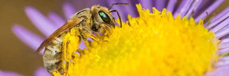 Dichtpunktierte Goldfurchenbiene auf einer Blüte.