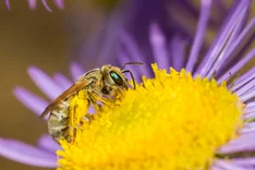 Dichtpunktierte Goldfurchenbiene (Halictus subauratus ROSSI, 1792)