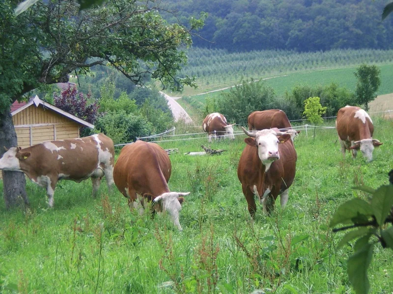 Kühe auf der Weide