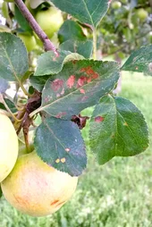 Schorfflecken an Apfel. Zum Vergrößern Klicken.