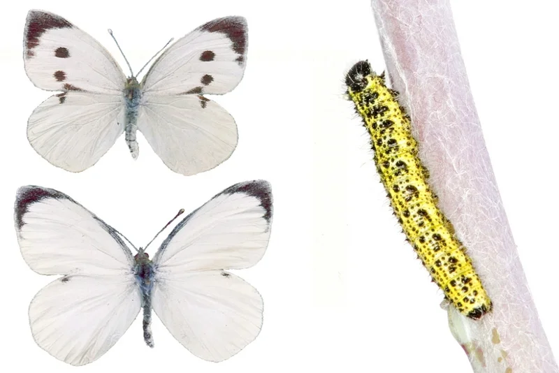 Großer Kohlweißling (Pieris brassicae)