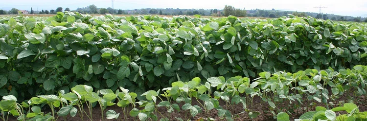 Edamame in Reihe auf dem Feld.