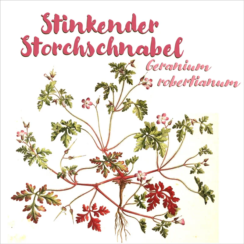 Zeichnung des Stinkenden Storchschnabels. Klick führt zu Großansicht in neuem Fenster.