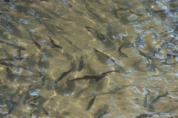 Forellen im Teich. Klick führt zu Großansicht in neuem Fenster.