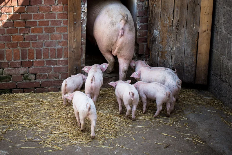 Schweinefamilie im Stall