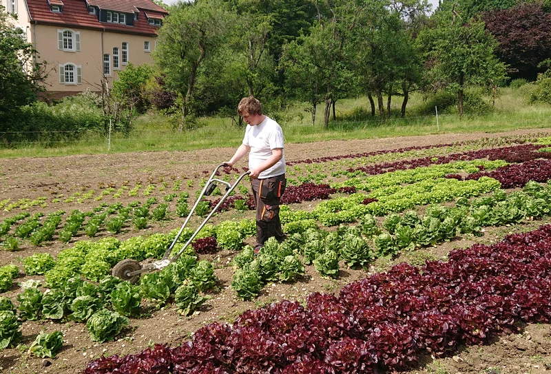 Arbeit auf dem Salatfeld