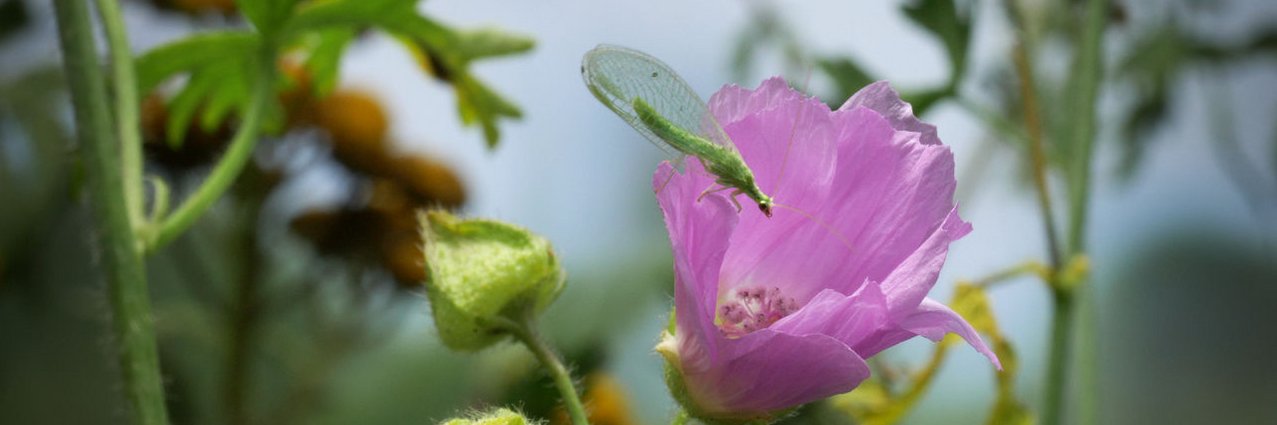 Florfliege