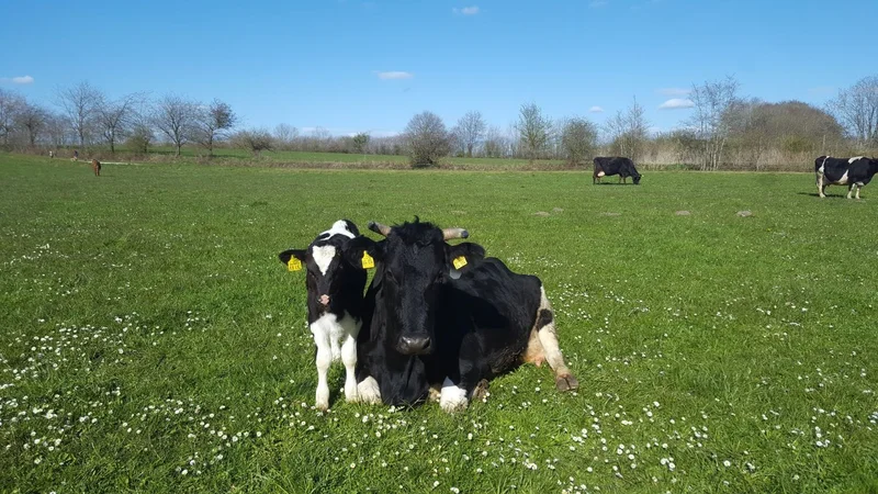 Rind mit Kalb auf der Weide.