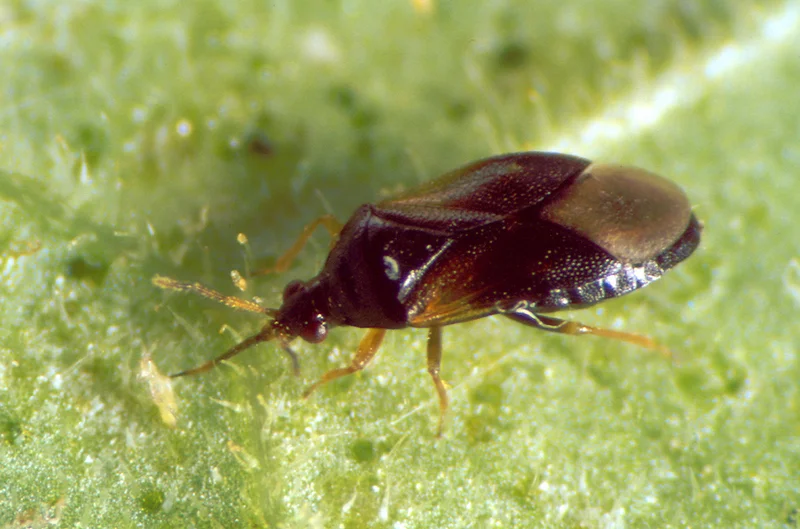 Blumenwanzen (Orius spp.)
