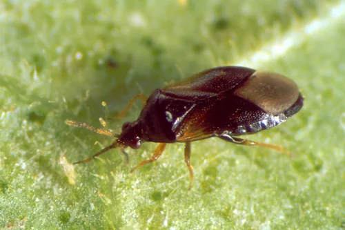  Orius spp. Klick führt zu Großansicht in neuem Fenster.