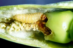 Larve des Erbsenwicklers in Hülse. Klick führt zu Großansicht.