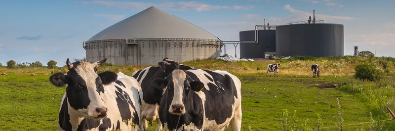 Kühe vor Biogasanlage