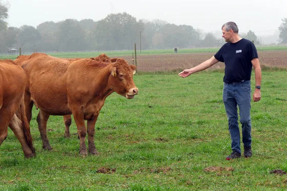 Klaus Bird mit Limousin-Kühen. Klick führt zu Großansicht in einer Lightbox. Zum Schließen der Lightbox ESC drücken.