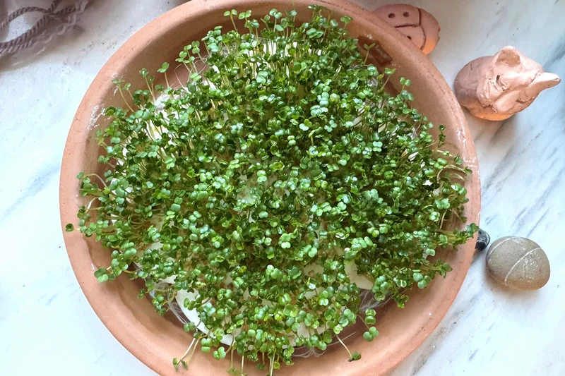 Rucola Sprossen im Untersetzer. Klick führt zu Großansicht in neuem Fenster, schließen per ESC.