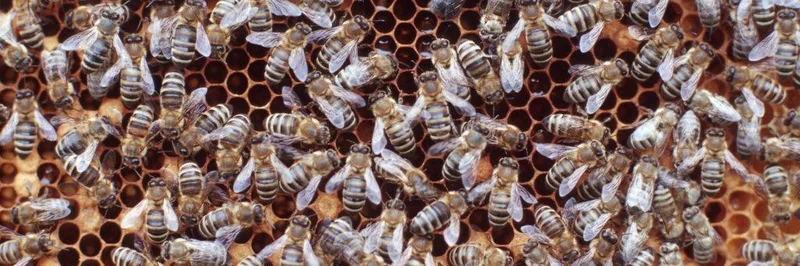 Bienen
