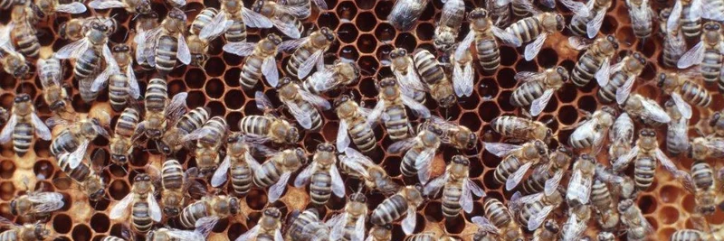 Bienen auf Wabe