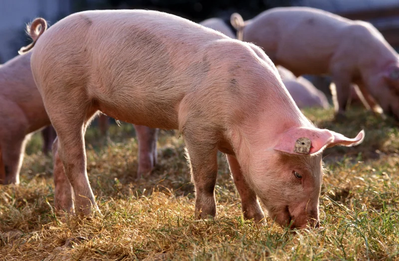 Ferkel. Klick führt zu Großansicht im neuen Fenster.
