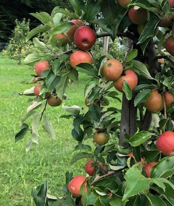Apfelbaum