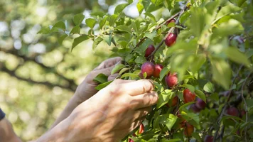 Hände, die an einem Baum Früchte pflücken.