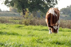 WSNuKa: Fleisch von Nutzkälbern aus der Bio-Milchviehhaltung