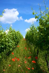 Mohn im Weinbau, Klick führt zu Großansicht im neuen Fenster