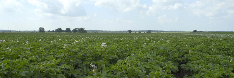 Kartoffelacker kurz vor der Blüte.