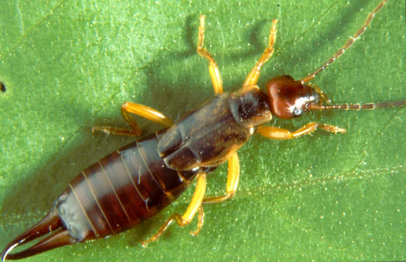 Gemeiner Ohrwurm (Forficula auricularia)