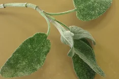 Zikaden (Eupteryx spp., Emelyanoviana mollicula)