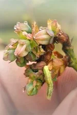 Kleiner Frostspanner an Heidelbeerblüte. Klick führt zu Großansicht.