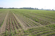 Platzierte Düngung von Biogasgülle und Leguminosengrünmehlpellets zur Düngung und Unkrautregulierung in ökologisch angebautem Winterraps