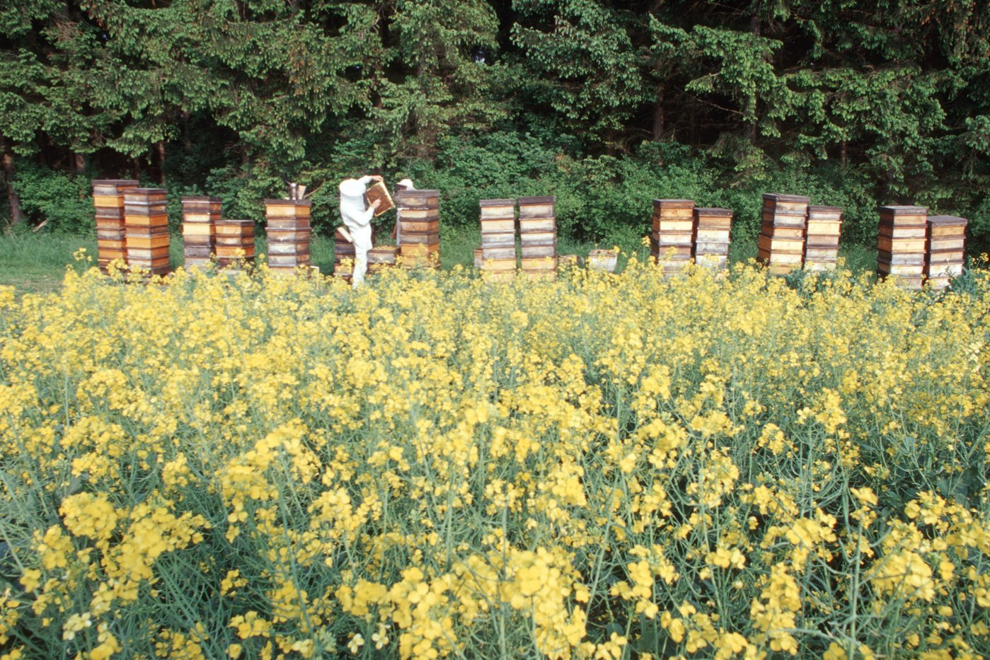 Bienenstöcke am Rapsfeld. Klick führt zu Großansicht in neuem Fenster.