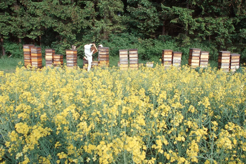 Bienenstöcke am Rapsfeld. Klick führt zu Großansicht in neuem Fenster.
