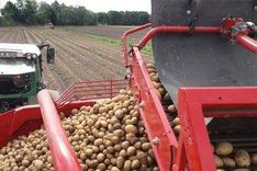 Kartoffelernte.