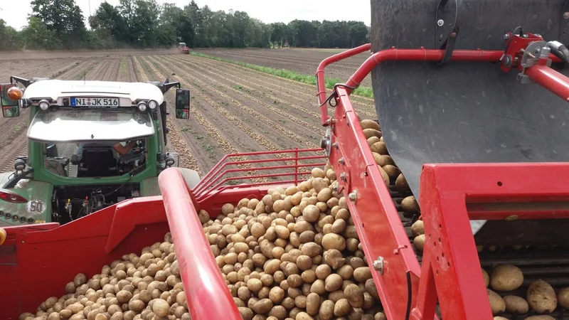 Kartoffelernte